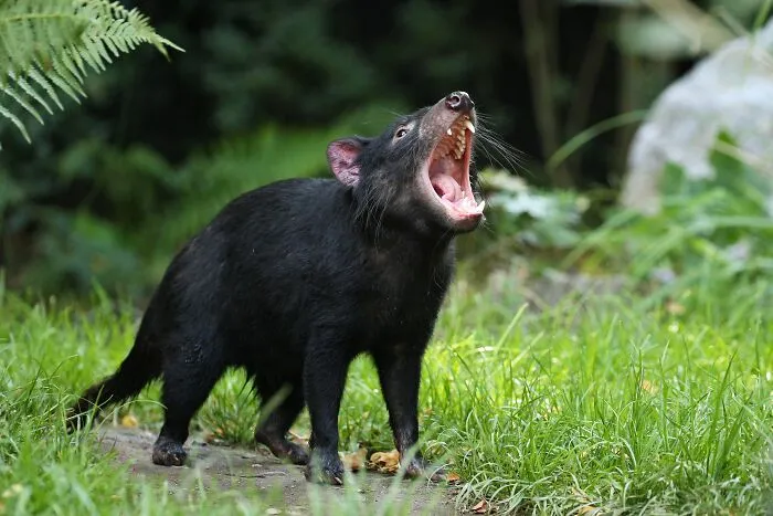 Diablo de Tasmania mostrando sus dientes en zona verde, un dato sorprendente que revela lo poco que sabemos en realidad.