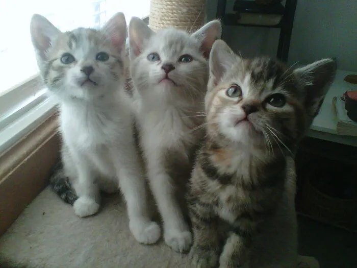 I Foster Kittens.  These Three Were Starving And Sick When They First Came To Me