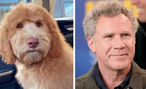 I Found Dogs That Look Incredibly Similar To Some Celebrities (9 Pics)