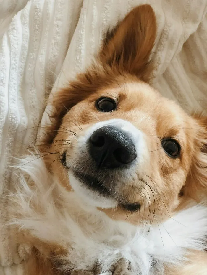 A cute dog lying on a blanket, showcasing adorable animal charm and playfulness with a warm expression.