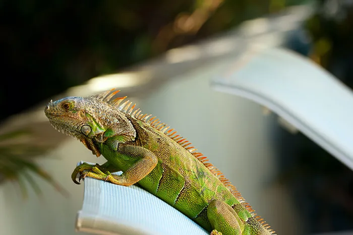 30 Things Crazy-Rich People Purchase That No One Else Would Even Think They Actually Need