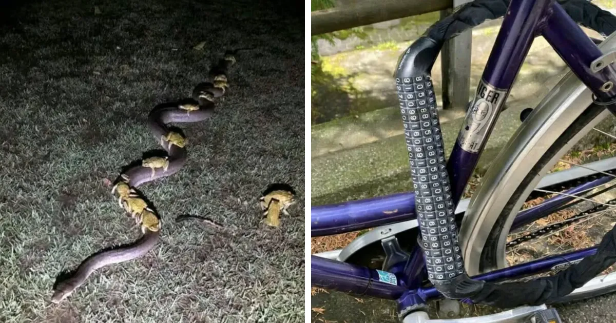 37 Cosas tan sorprendentes e interesantes que había que compartirlas (nuevas fotos)