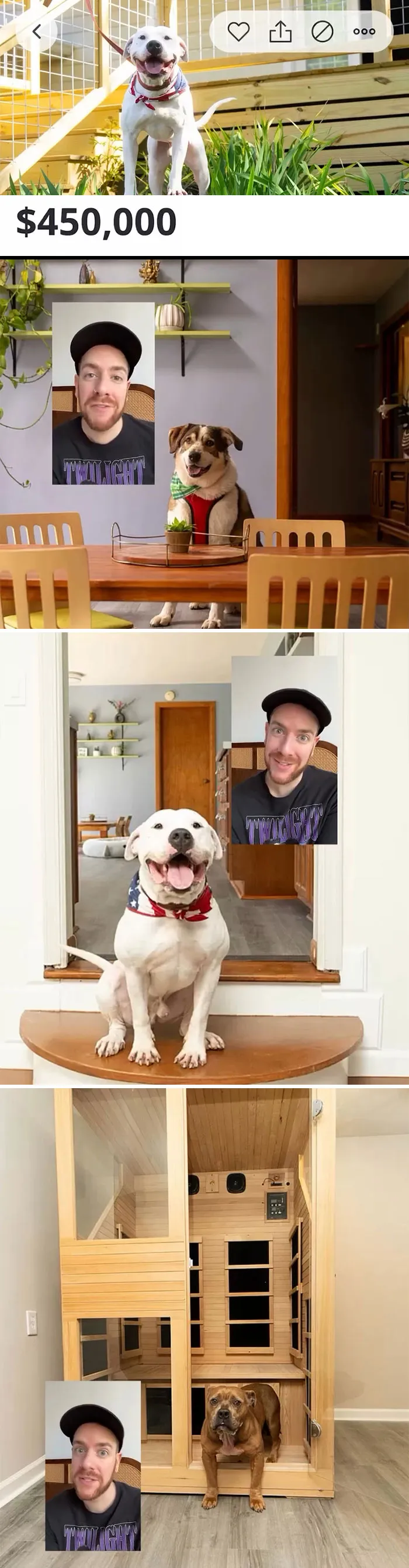 An Adoptable Dog In Each Room?! Hashbrown Stole My Heart