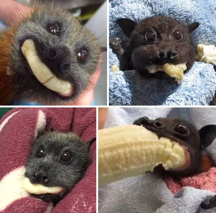 45 Fotos divertidas de animales haciendo lo que les da la gana
