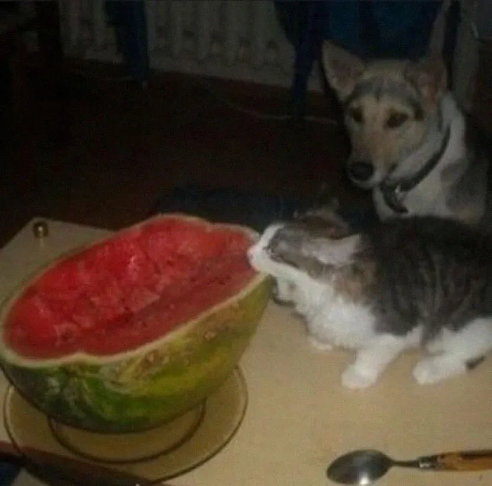 Cat and dog curiously looking at a half-eaten watermelon on a table, capturing a wholesome animal moment.