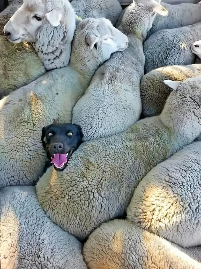 45 Fotos divertidas de animales haciendo lo que les da la gana
