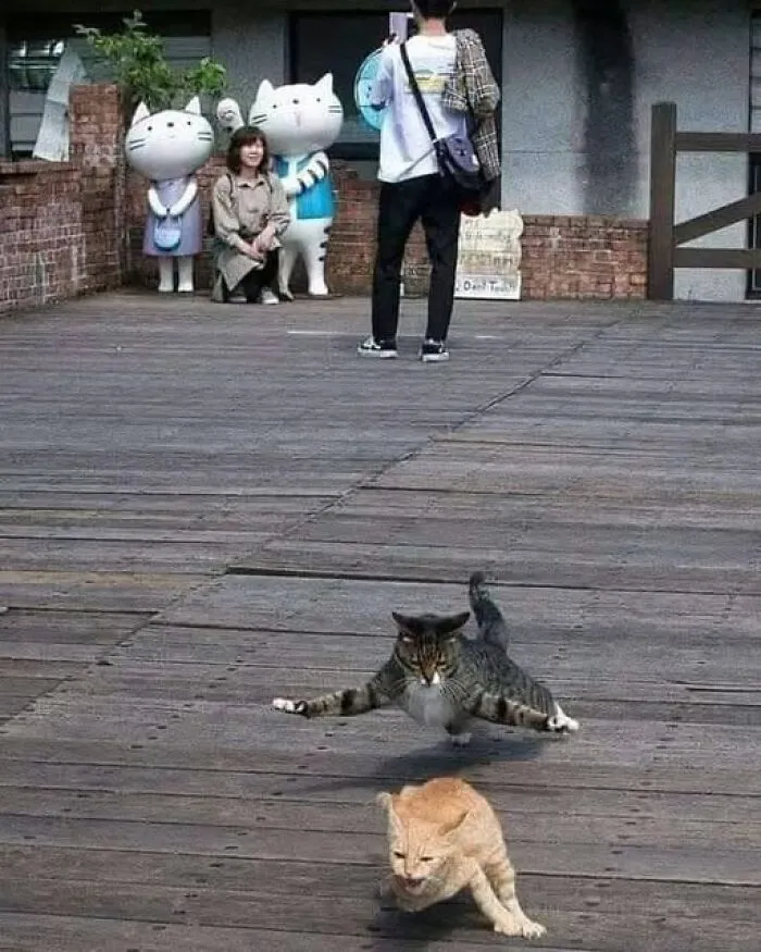Two playful cats sprint across a wooden bridge, with people posing for pictures in the background.