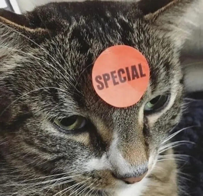 A cat with a sticker that says "SPECIAL" on its forehead, creating a wholesome and adorable animal moment.