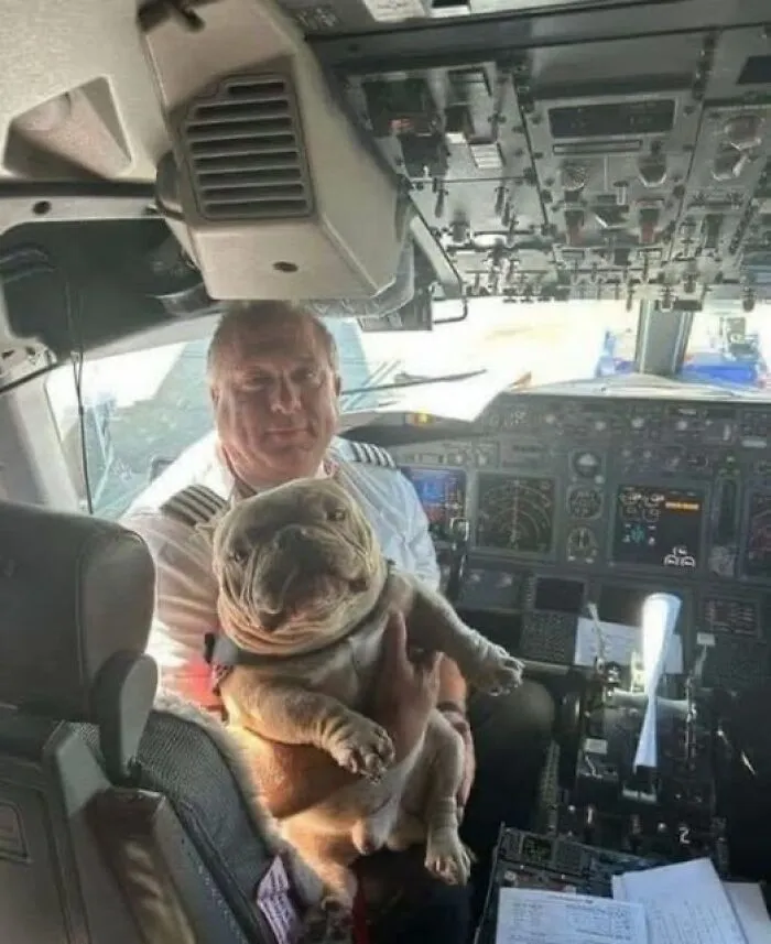 Pilot holding a bulldog in the cockpit, highlighting a wholesome animal moment.