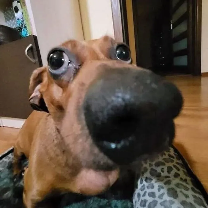 Close-up of a dog with big eyes and a curious face on a bed, highlighting wholesome animal pics.