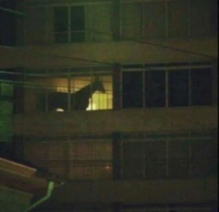 Silhouette of a horse seen through a window, creating a unique cityscape with wholesome animal charm.