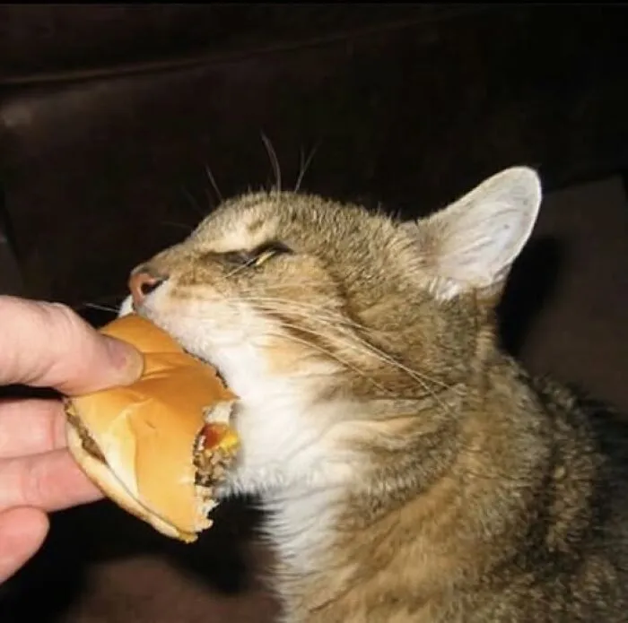 Cat nibbling on a burger, showcasing a wholesome moment with a furry friend.