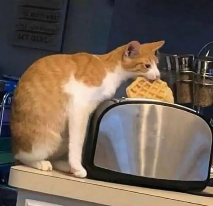 50 Animal Pics That May Warm Your Heart And Give You Belly Laughs At The Same Time