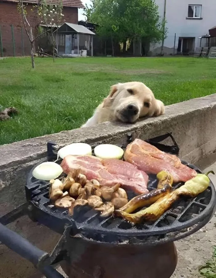 45 Fotos divertidas de animales haciendo lo que les da la gana