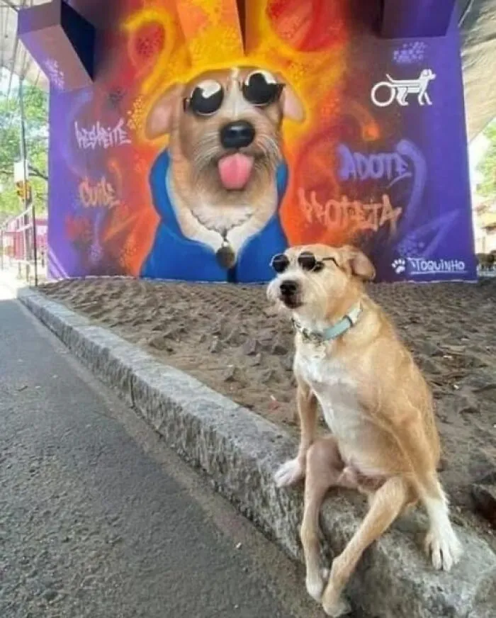 45 Fotos divertidas de animales haciendo lo que les da la gana