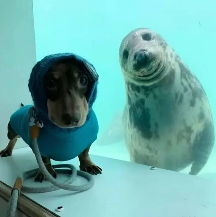 45 Fotos divertidas de animales haciendo lo que les da la gana