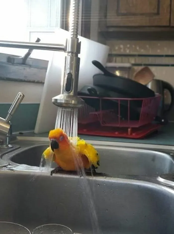 45 Fotos divertidas de animales haciendo lo que les da la gana