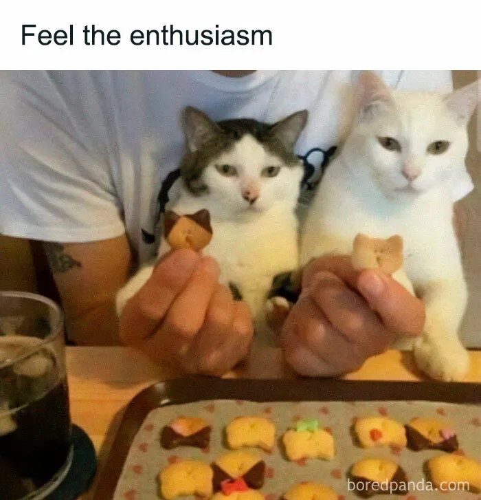 Two cats relaxing on a person's lap, holding cute cat-shaped biscuits, embodying wholesome animal vibes.