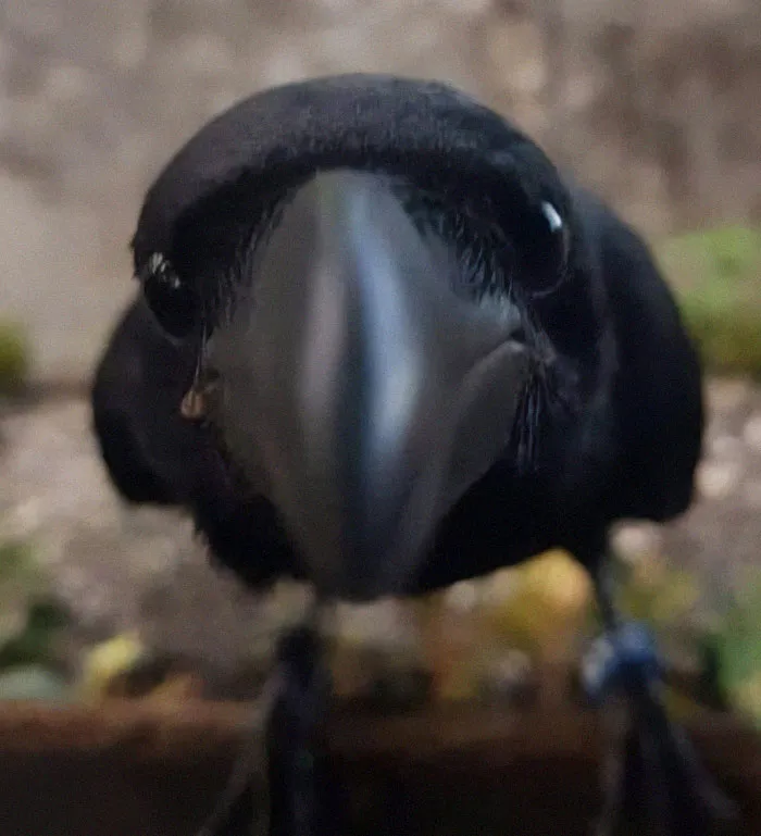45 Fotos divertidas de animales haciendo lo que les da la gana