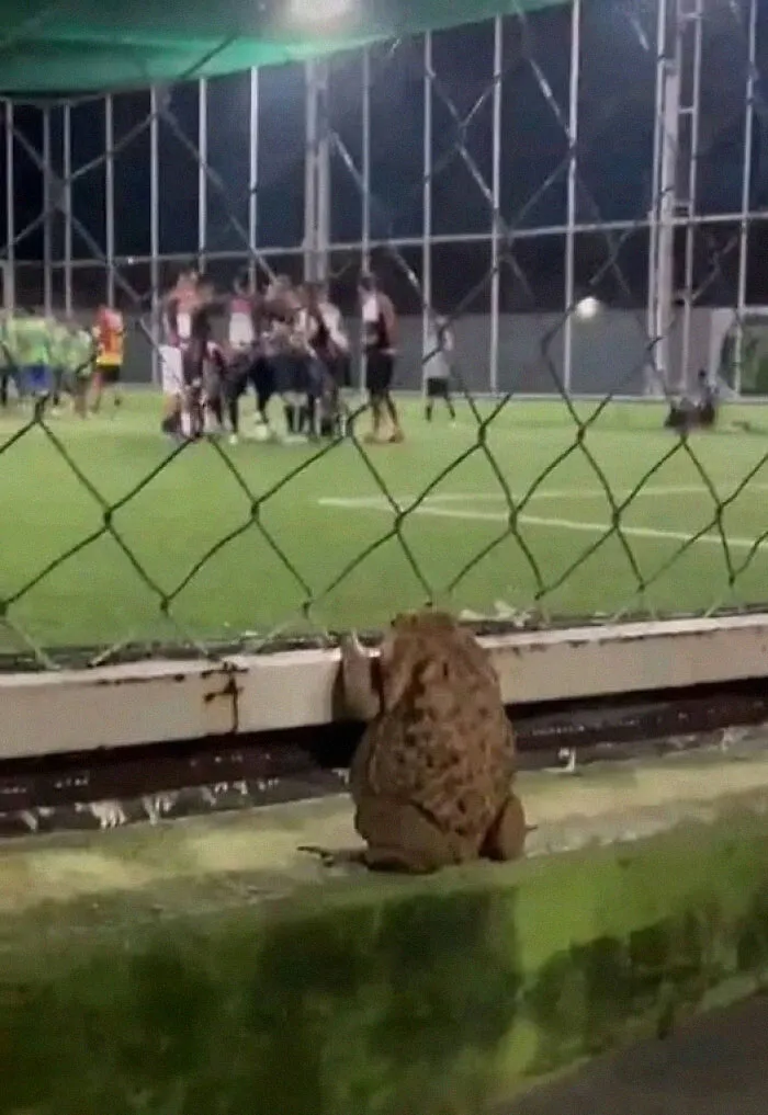 45 Fotos divertidas de animales haciendo lo que les da la gana
