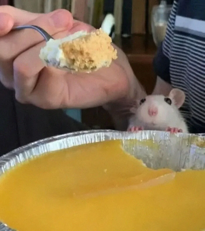 45 Fotos divertidas de animales haciendo lo que les da la gana