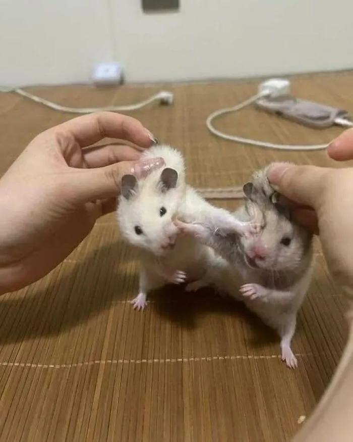 45 Fotos divertidas de animales haciendo lo que les da la gana
