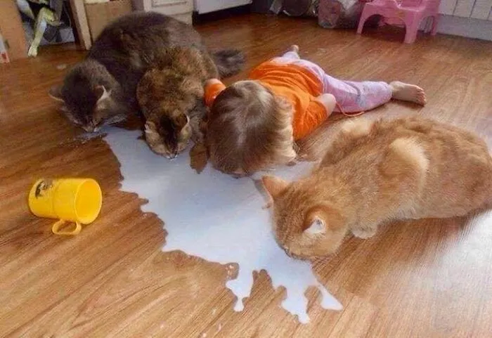 45 Fotos divertidas de animales haciendo lo que les da la gana