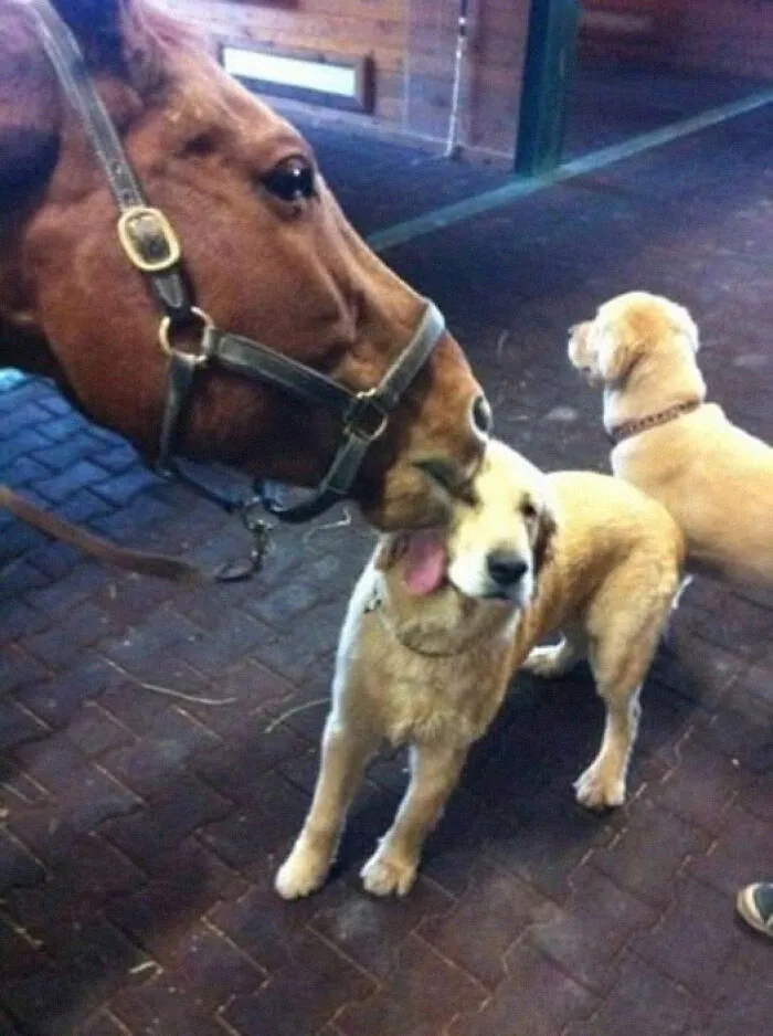 45 Fotos divertidas de animales haciendo lo que les da la gana