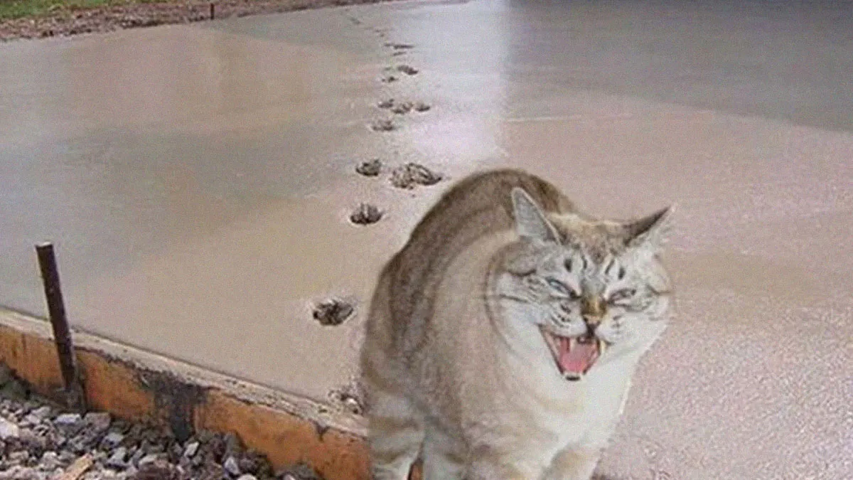50 Animal Pics That May Warm Your Heart And Give You Belly Laughs At The Same Time