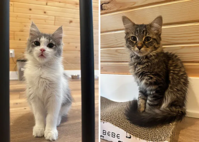 Two adorable kittens newly adopted from a shelter, sitting against a wooden wall background.