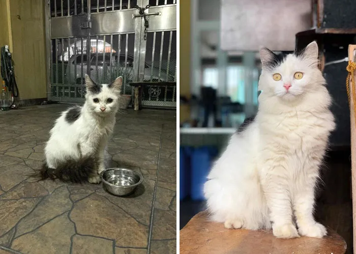 I Rescue This Cat And Adopt. Her Name Is Cookie