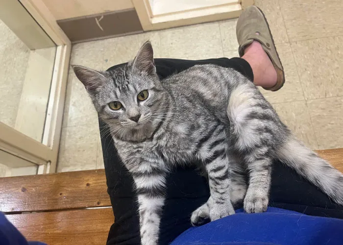 A gray tabby cat adopted from a shelter sitting on a person's lap indoors.