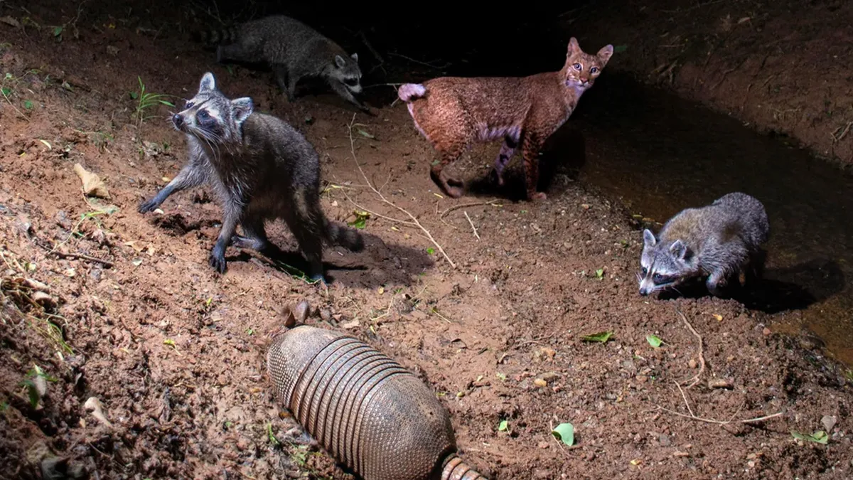 30 Stunning Wildlife Pics To Show You How Amazing Nature Is