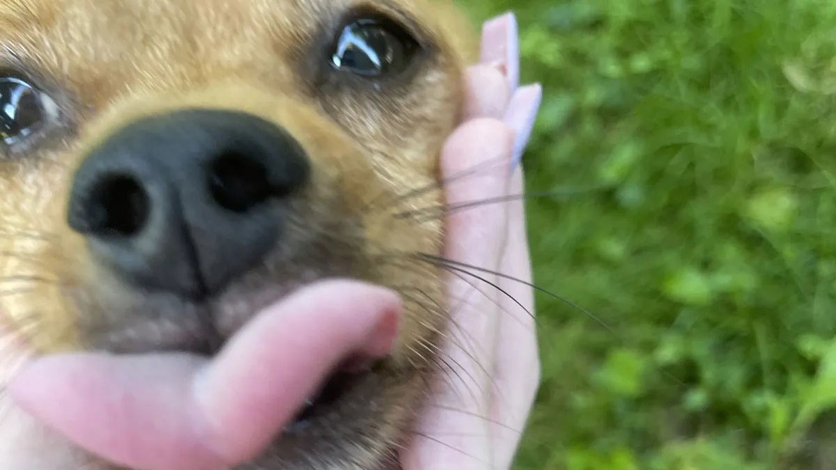 Man Wants To Petsit GF’s Dog, Folks Online Make Her Realize That It’s Just To Get Rid Of It