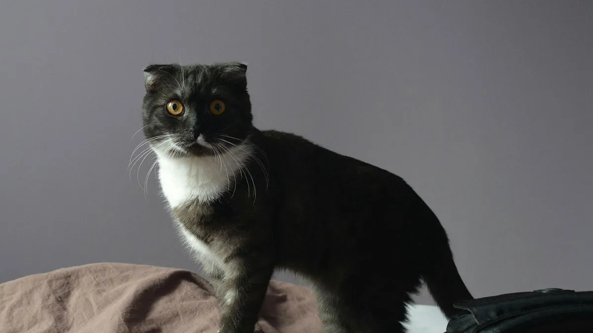 People With Impossibly Dumb Pets Share Their Stories, Here Are 45 Of The Most Unhinged Ones