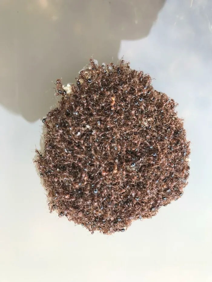 Cluster of ants forming a floating mass on water, illustrating fascinating animal behavior.