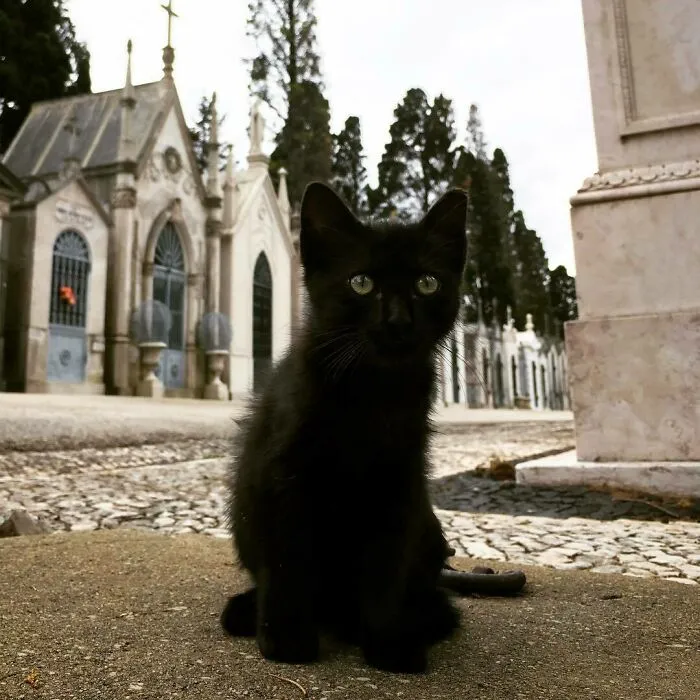 “I Am Zee Darkness And I’m Cute”