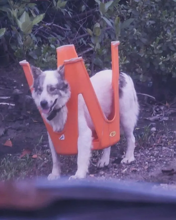 Perro atascado en una silla naranja, actuando sin sentido en modo goblin, al aire libre entre arbustos.