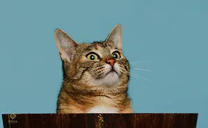 10 Funny Pet Expressions That Might Make You Smile