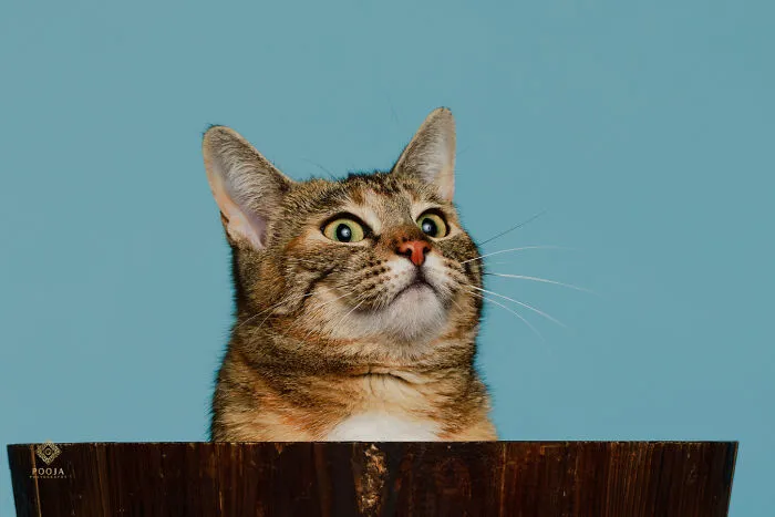 Did You Say Catnip?
