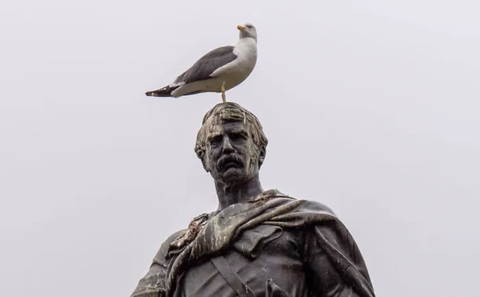 “A Bird Pooping On You Is A Sign Of Good Luck”