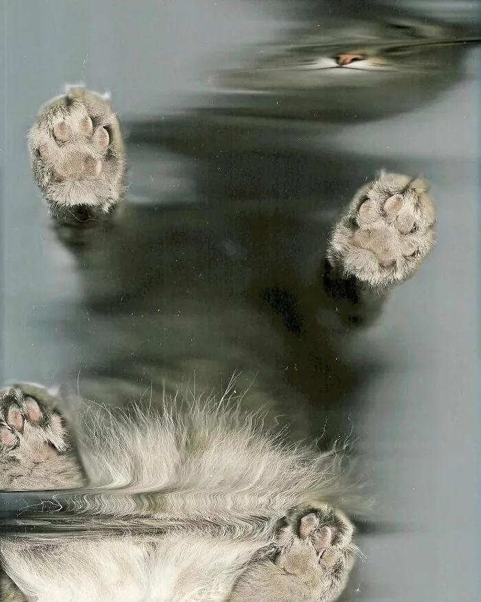 «Cat Scans": una serie de gatos colocados en escáneres planos