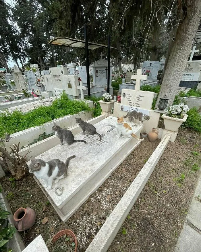 Having Spent Rather A Lot Of Time With Cemetery Cats Over The Years, I Can Certify That It Is Not Easy To Find Five Of Them On The Same Tomb, But Here You Are