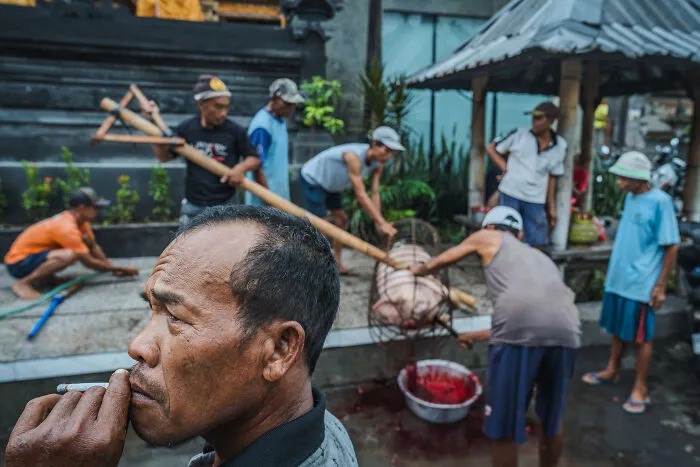 On The First Day Of Galungan, They Start With A Gruesome Sacrifice That Can Be Heard Across The Island. Rough, But Very Real. This Is Also Bali
