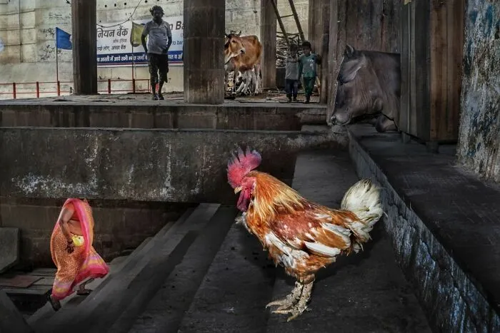 30 Unique Moments Captured By Md Enamul Kabir