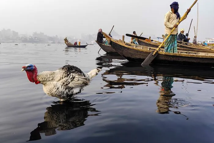 30 Unique Moments Captured By Md Enamul Kabir
