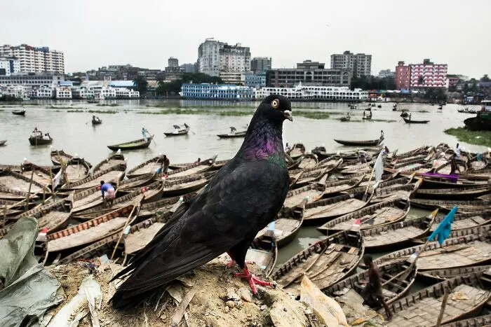 30 Unique Moments Captured By Md Enamul Kabir