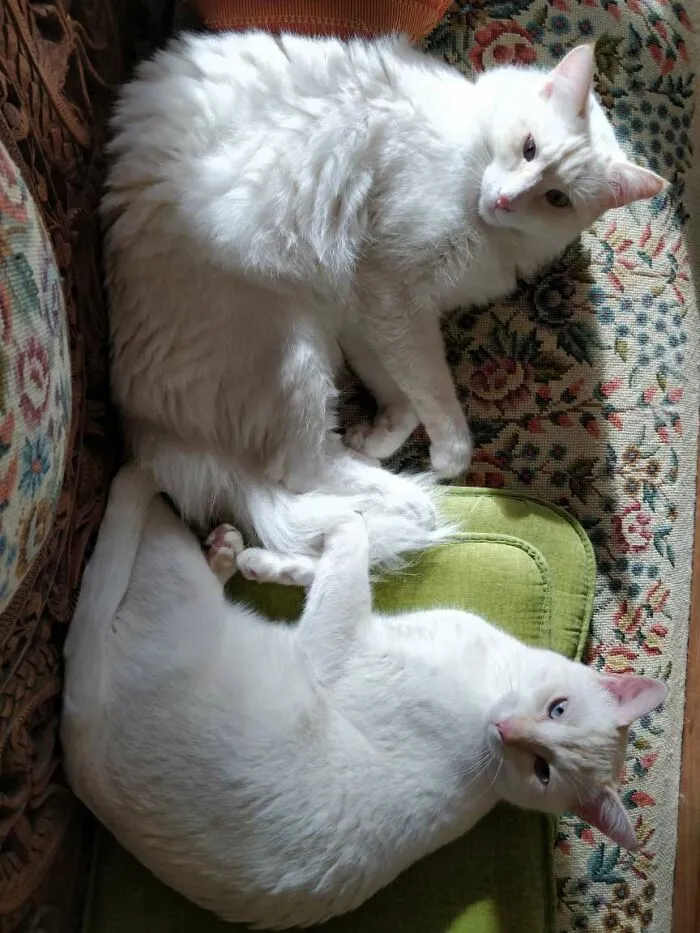 Fluffy And Fuzzy