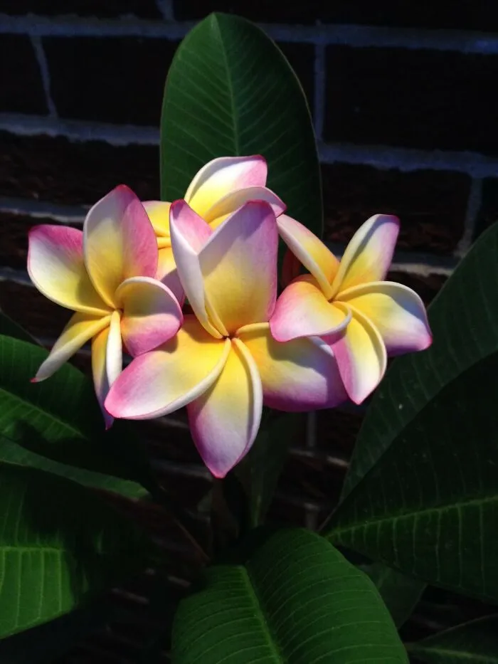 Frangipani - Took Her 5 Years To Bloom But Worth The Wait!