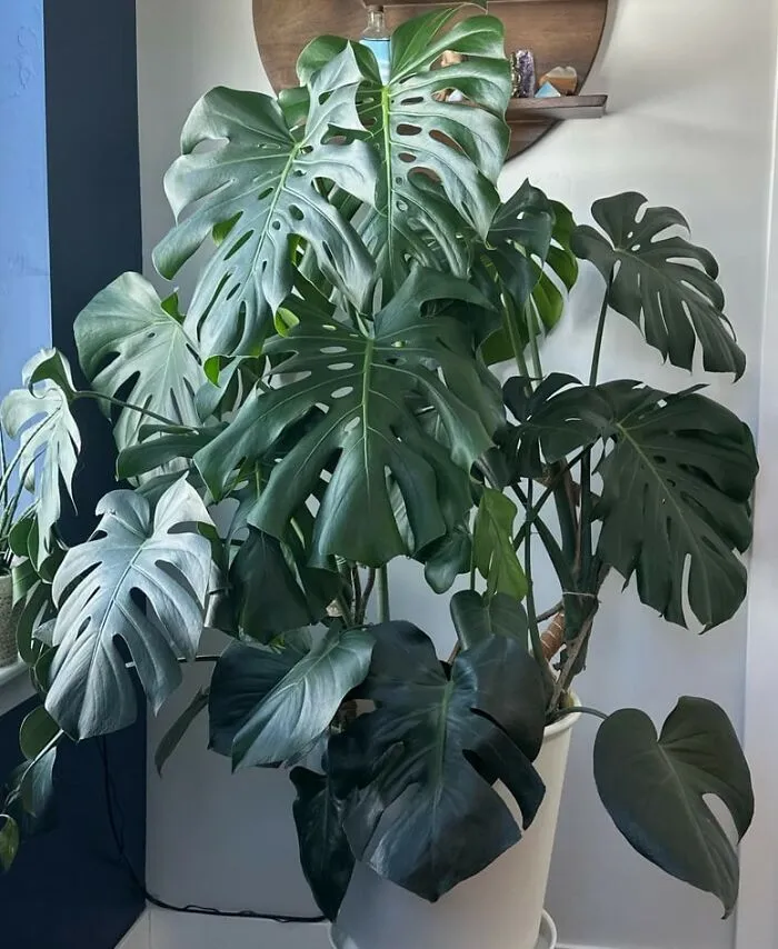 She's Over 2 And A Half Meters! She Looks Really Small In This Picture Though